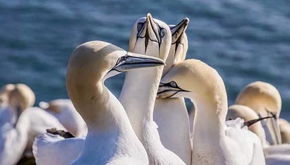 九游娱乐-美国队中场贝尔特拉在巴黎奥运会上展现出强大的进攻组织能力，贝尔内特