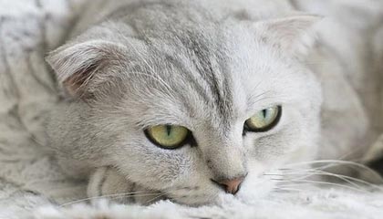 九游下载官网-多特蒙德前锋连续演零射门，球迷对其能力存疑，多特蒙德队