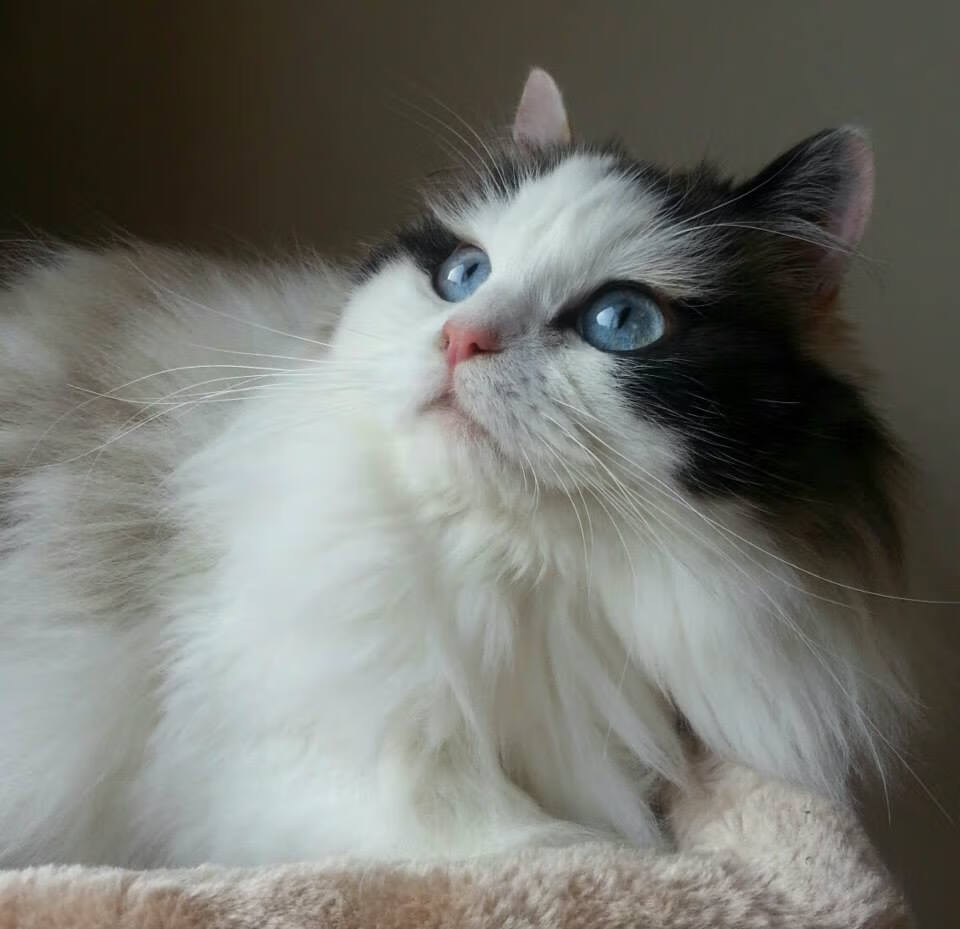 快船替补席贡献超预期，快船替补中锋