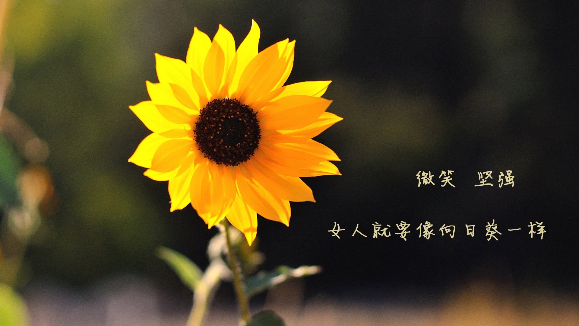 快船替补席贡献超预期，快船替补中锋