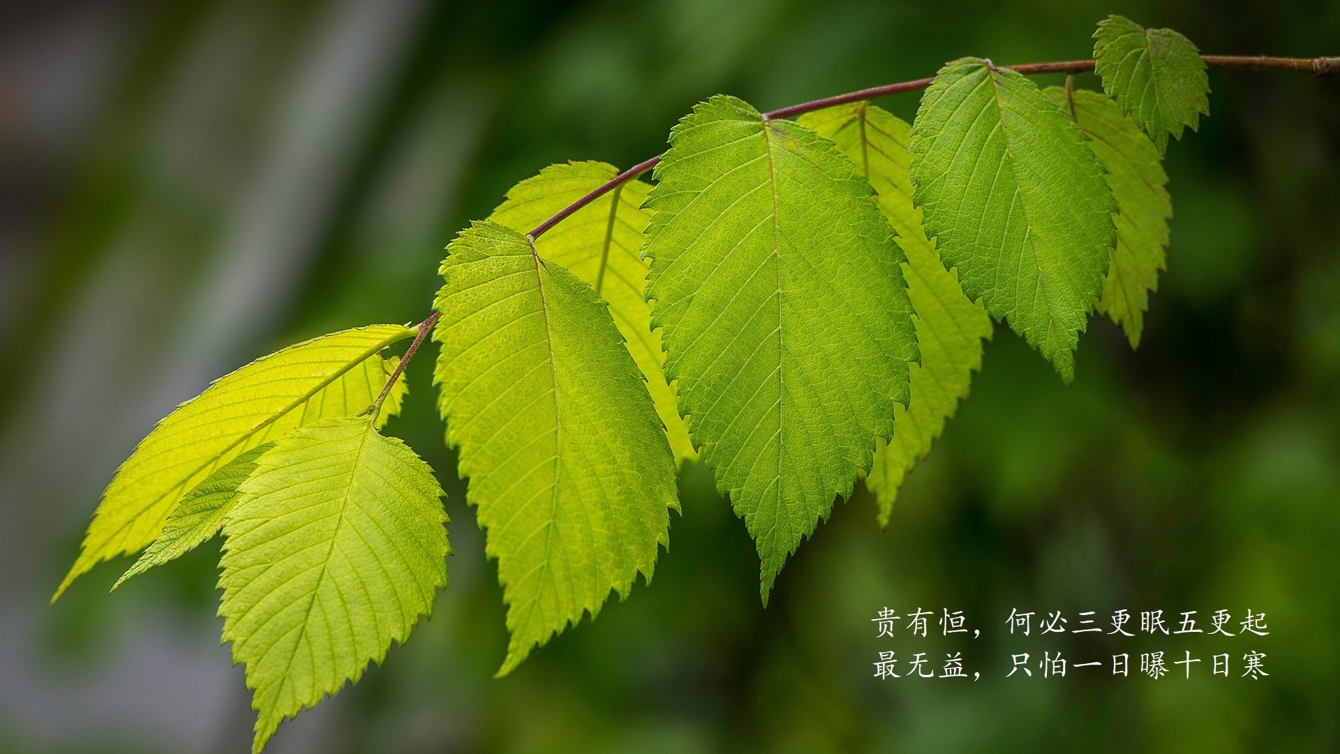 波兰队未来战略：借助数据分析提升技术水平，波兰队的