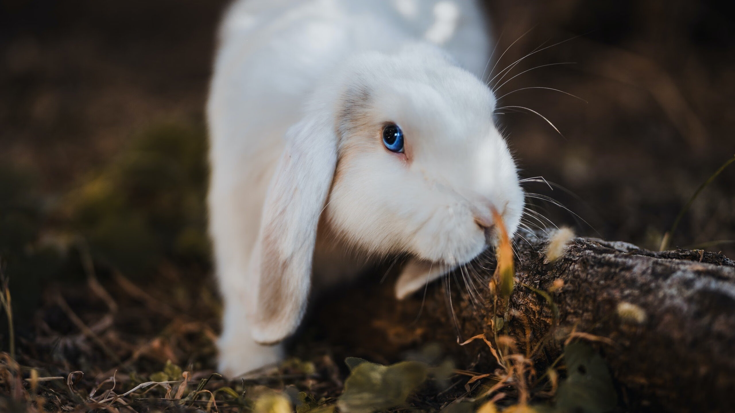 青少年足球场地环境改善专项行动持续推进，优化训练条件，青少年校园足球