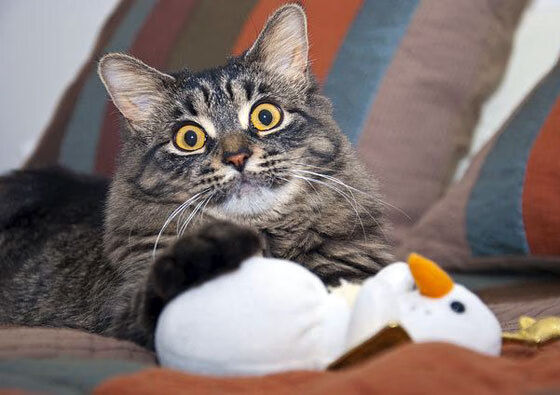 马拉维男篮在非洲锦标赛中连续夺冠,续写辉煌篇章,非洲国家马拉维