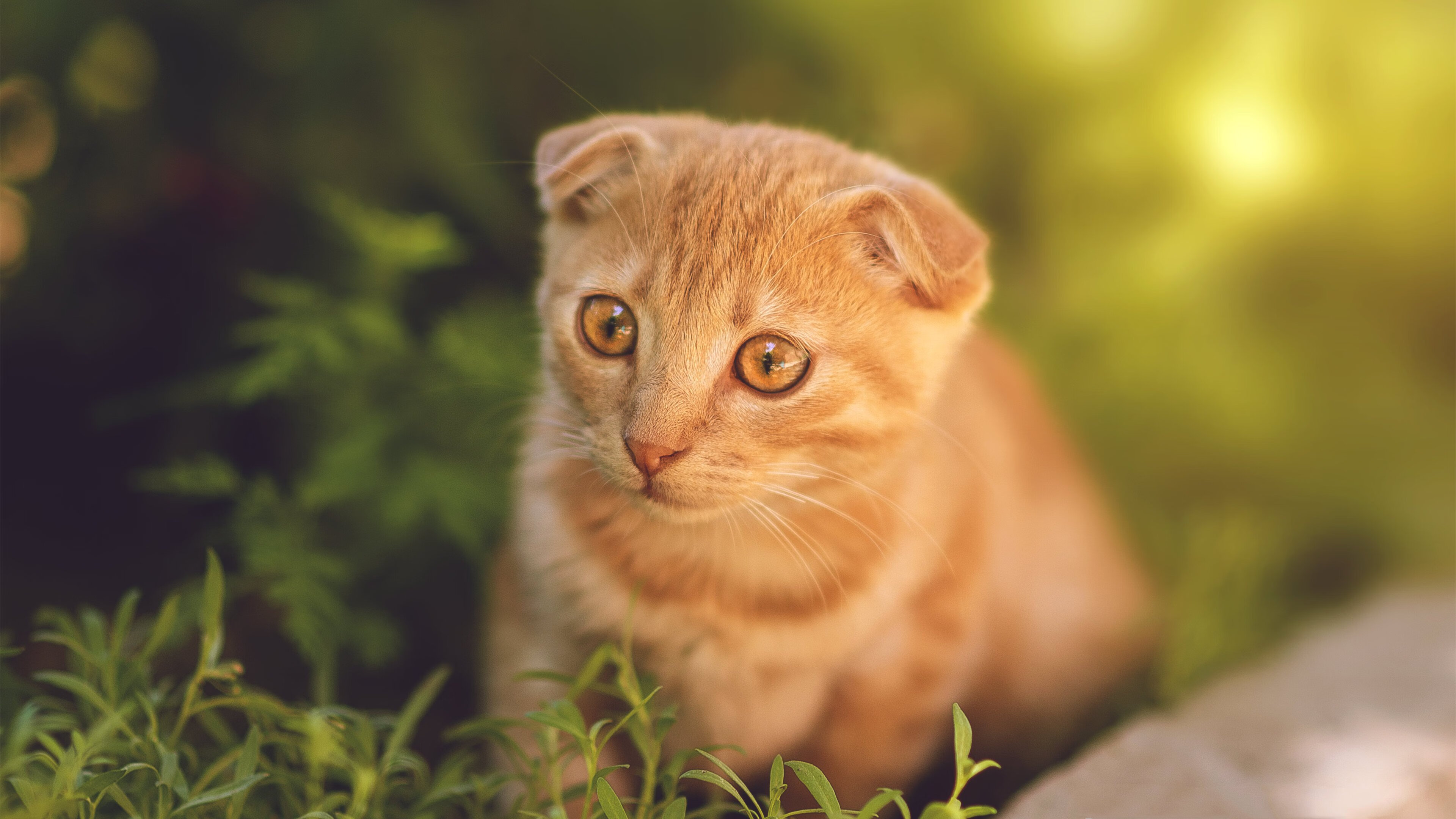 麦考领袖风范：全黑队胜利的灵魂人物，麦考3个总冠军